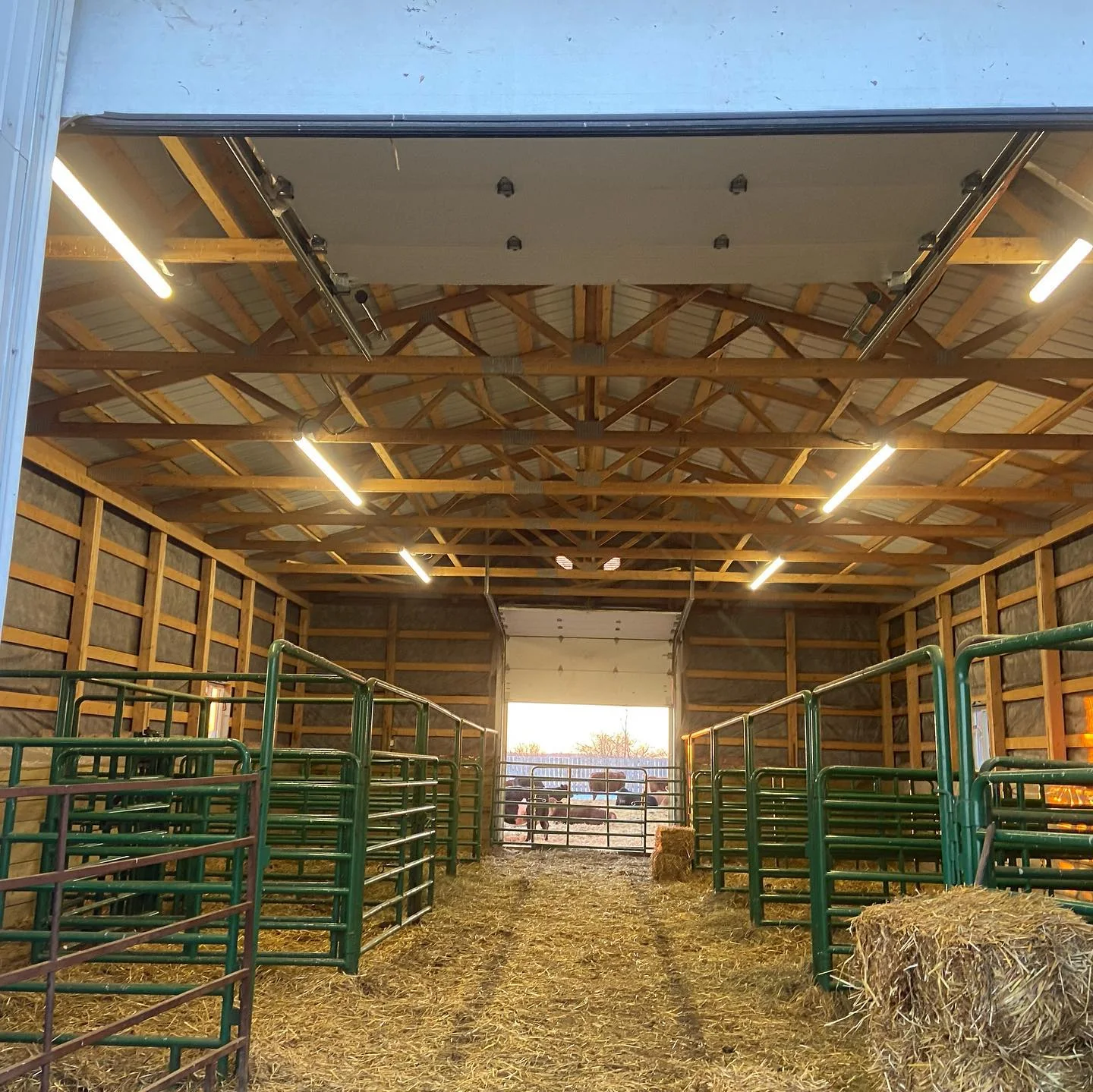 Bright agricultural building lighting installed above livestock pens